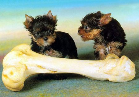 собачки делят большую кость