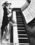 dog singing and playing the piano