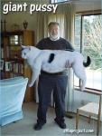 Photography of giant cat at the hands of the master