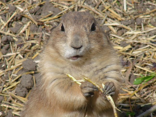 manicure for a rodent