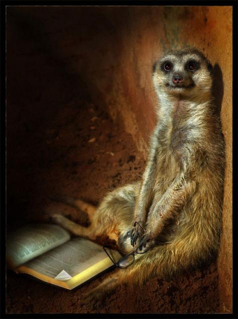 meerkat scientist with glasses and a book