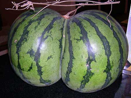 0616_frukt.jpg