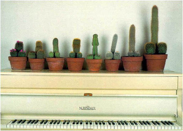 0824_cactus.jpg