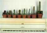 0824_cactus.jpg