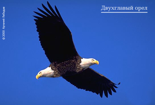 EAGLE.JPG