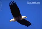 EAGLE.JPG