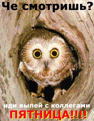 mega_owl.jpg