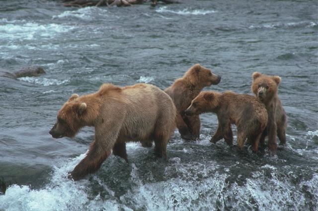 Adults and young bears on fishing