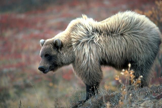 Shaggy brown bear on a windy day - side view