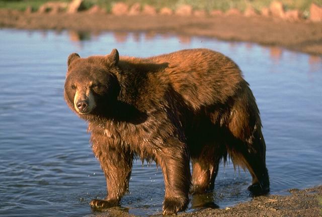 Bear after swimming