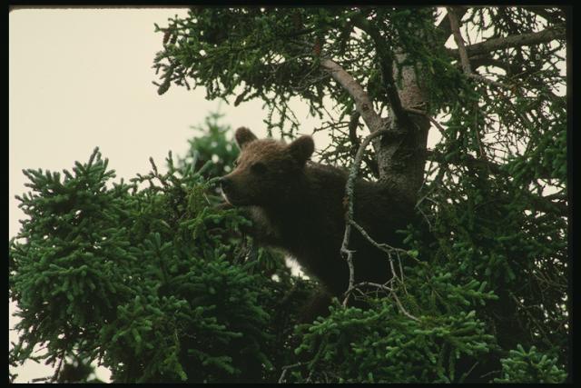 Brown bear watching from a tree
