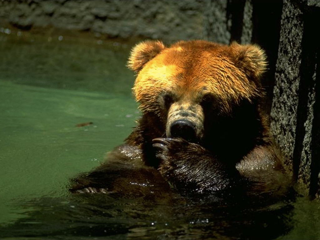 Бурый медведь сидящий в воде по самые уши