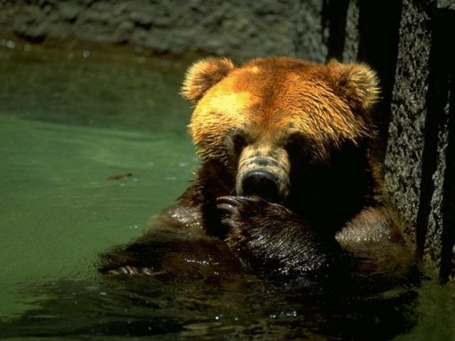 Бурый медведь сидящий в воде по самые уши