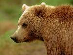 The side view of the brown bear