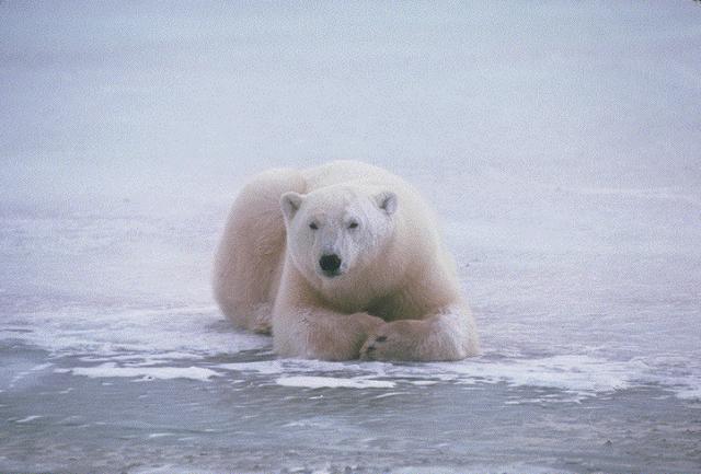 Белый медведь сложил лапки как котенок