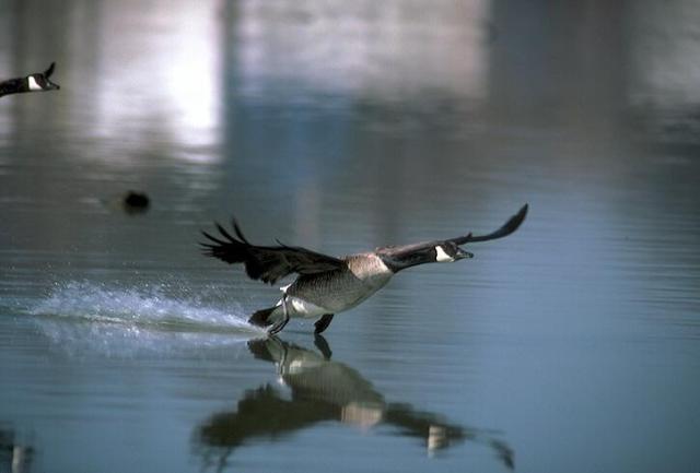Утка взлетает с воды