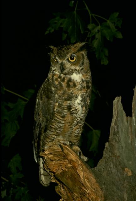 Owl with big yellow eyes in the night