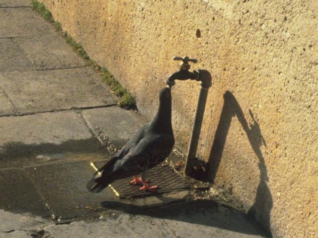 Голубь пьющий воду из уличного крана