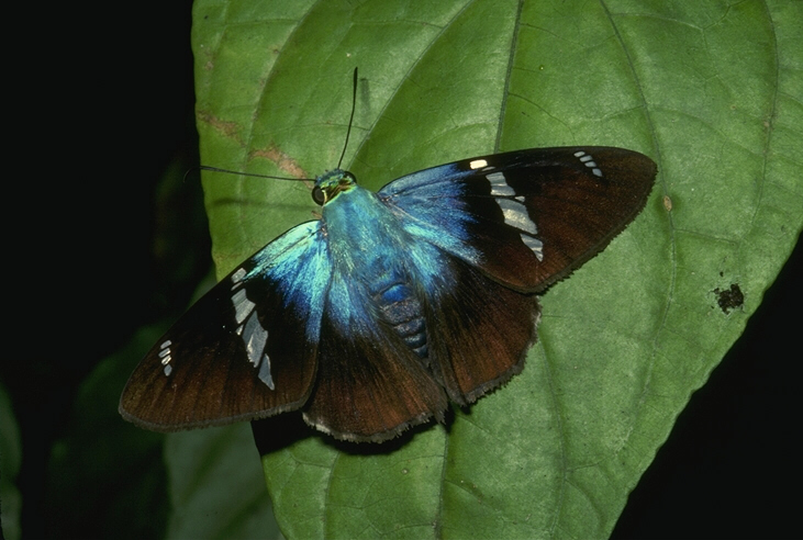 Beautiful butterfly with long antennae