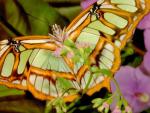 Beautiful butterfly close-up