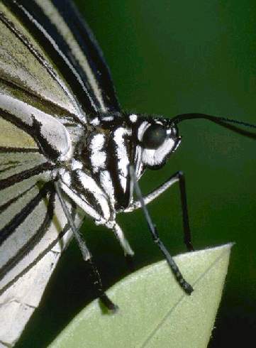 Butterfly Closeup.jpg