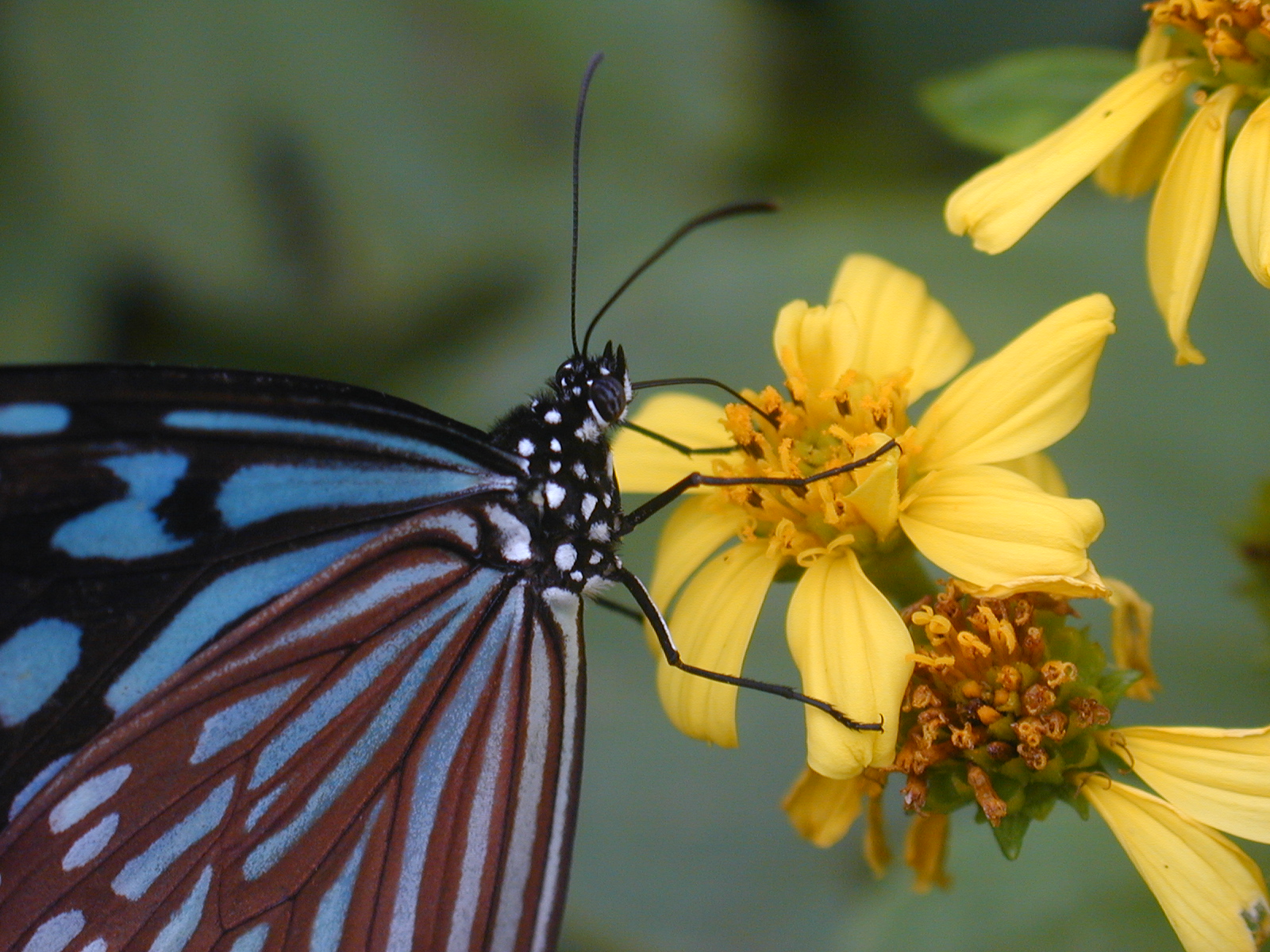 butterfly.jpg