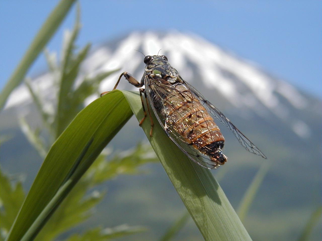 cicada.jpg