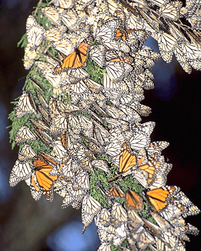 PPIC0002.JPG
