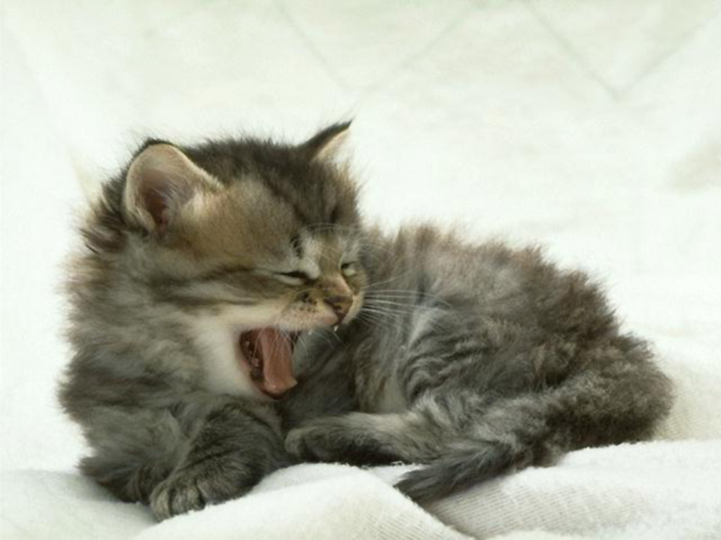 照片打哈欠小猫