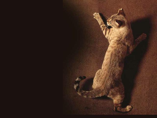 Photo of cat jumping on a sofa
