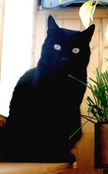 Picture of black cat