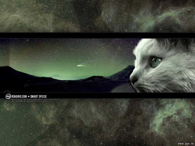Mystic picture with a white cat