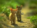 Фото Котята идут по тропинке