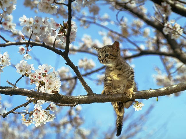 Фотография котенка на ветке