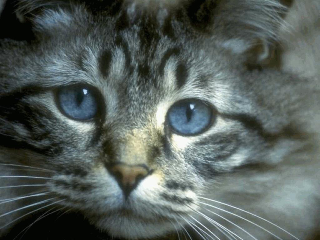 Photo of cat with blue sad eyes