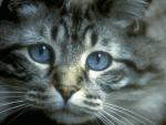 Photo of cat with blue sad eyes