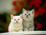 Picture of white and grey kittens