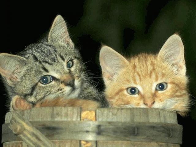 Фото выглядывающих из ведра котят