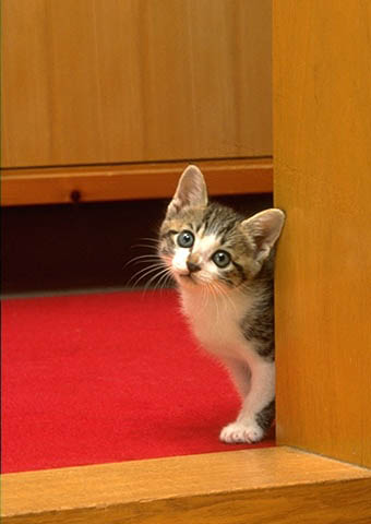 Photo A cat looks from a corner