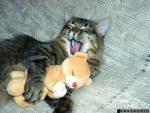Photography of cat with a toy