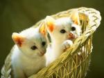 Снимок белых котят в плетеной корзине