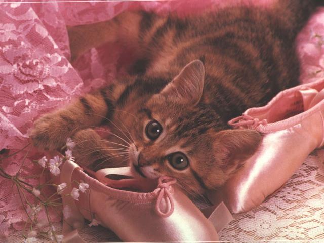 Фотография Котенок и розовые пуанты