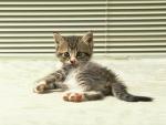图片条纹小猫