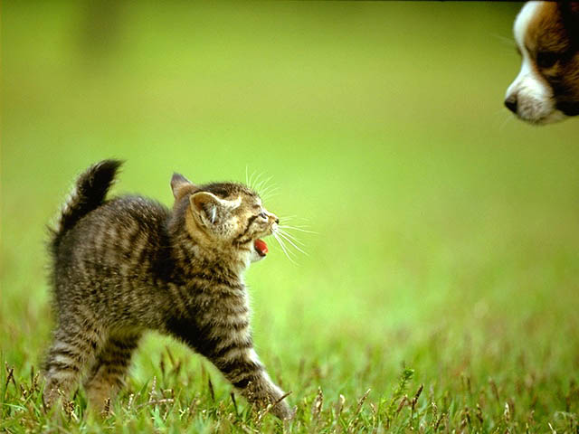 Photography Kitten was scared dogs