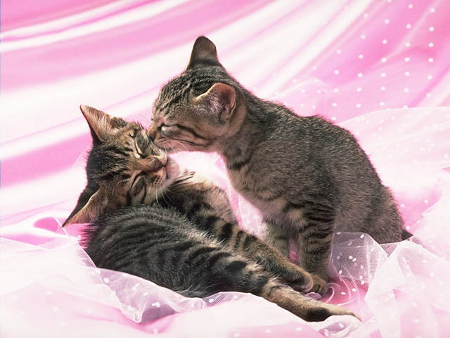 Photo of two washed kittens 