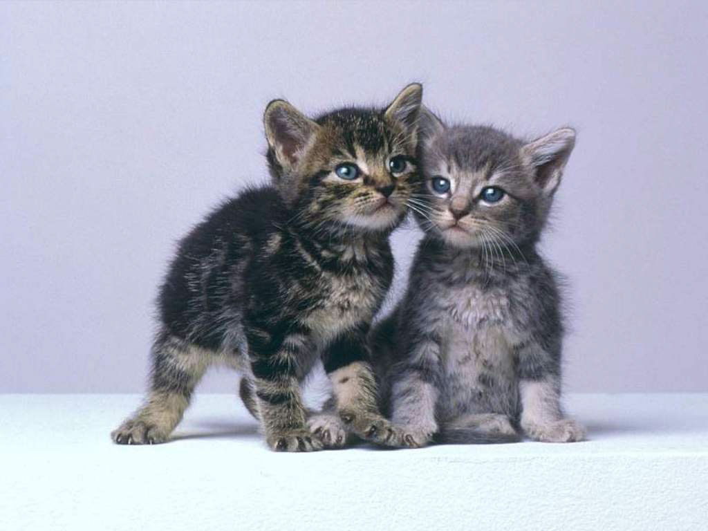 照片灰色小猫