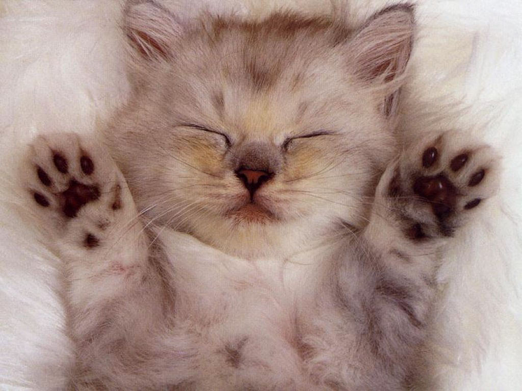 快照的小小猫爪子