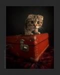 Picture of kitten on a suitcase 