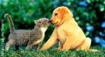 Photo of kitten with a puppy