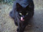 Photography the Black cat licks lips 